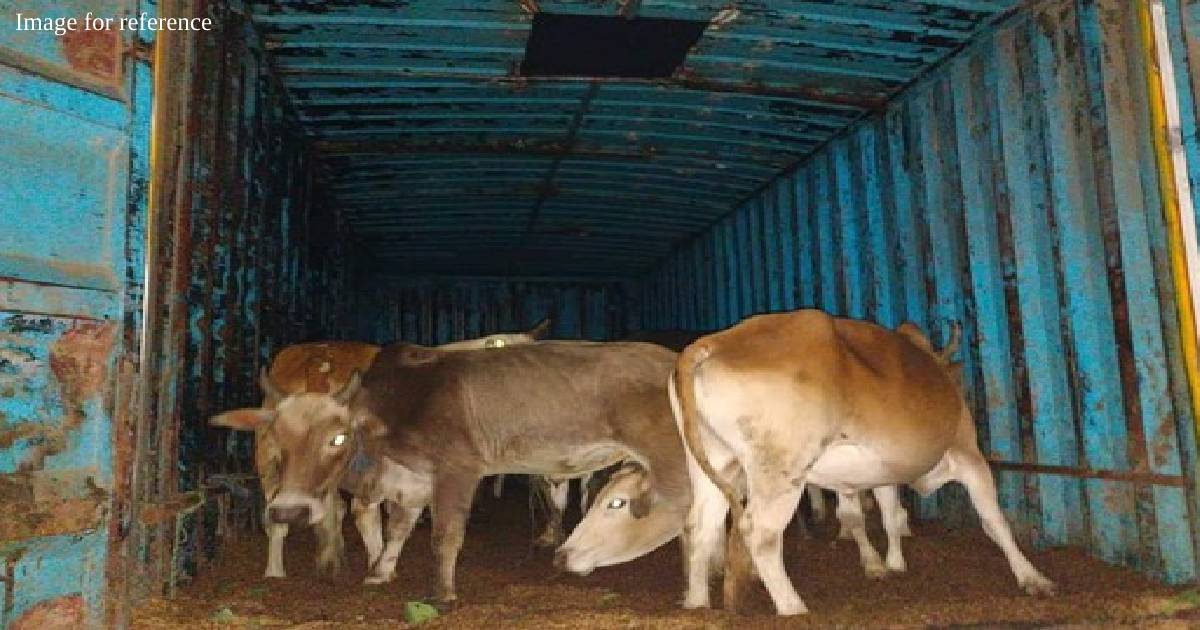 Meghalaya: BSF foils smuggling attempt, seizes 47 cattle heads on international border